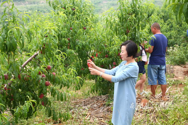 他们承包临沂荒山做桃园，种出的桃王一个能卖88元！